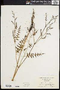 Pteridium aquilinum var. latiusculum image