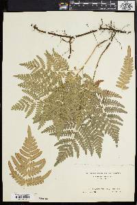 Pteridium aquilinum var. latiusculum image