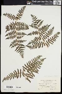 Pteridium aquilinum var. latiusculum image