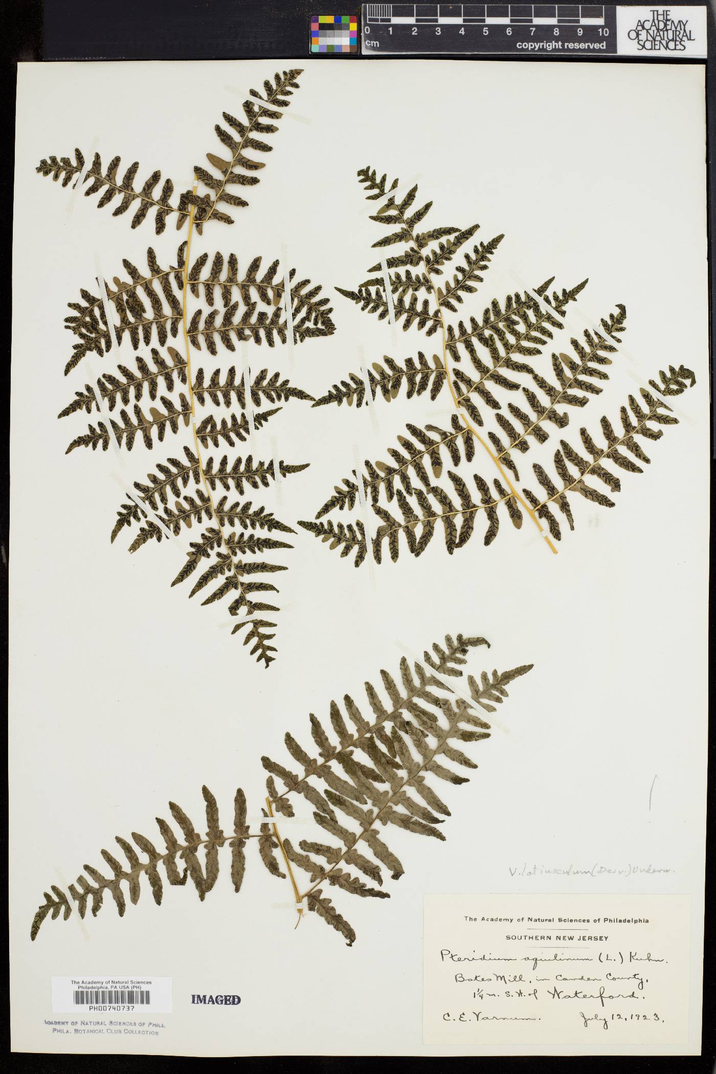 Pteridium aquilinum var. latiusculum image