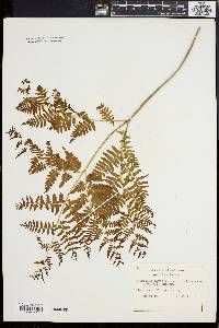 Pteridium aquilinum var. latiusculum image