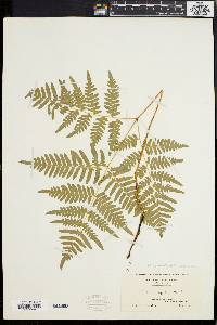 Pteridium aquilinum var. latiusculum image