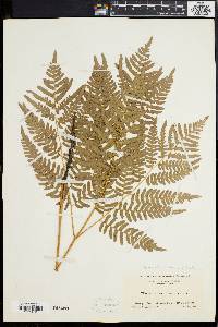 Pteridium aquilinum var. latiusculum image