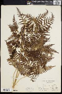 Pteridium aquilinum var. latiusculum image