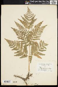 Pteridium aquilinum var. latiusculum image