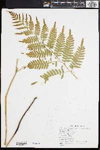 Pteridium aquilinum var. latiusculum image