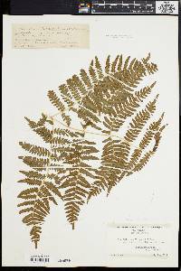 Pteridium aquilinum var. latiusculum image