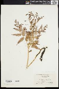 Pteridium aquilinum var. latiusculum image