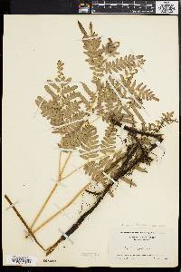 Pteridium aquilinum var. latiusculum image