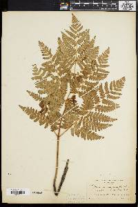 Pteridium aquilinum var. latiusculum image