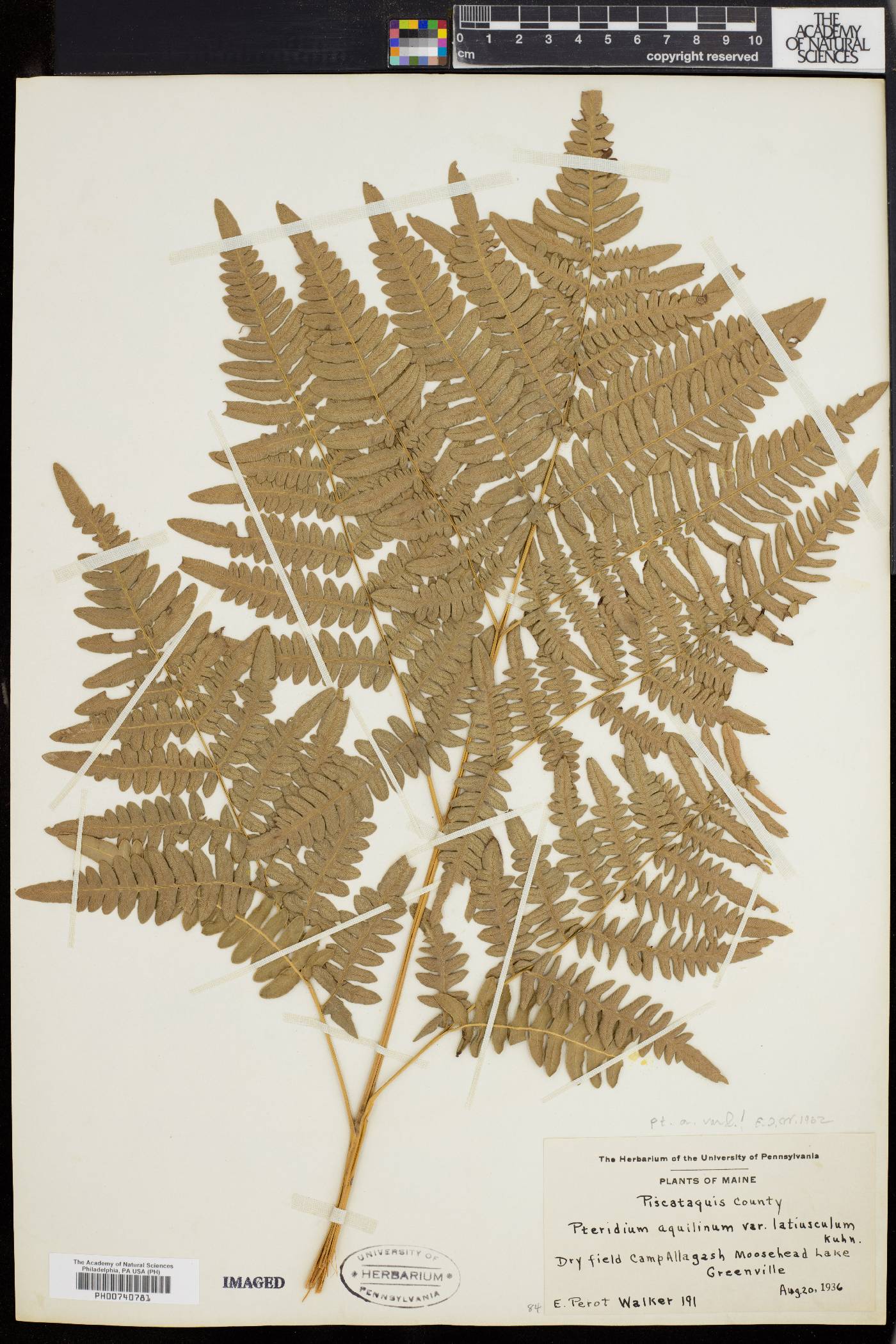 Pteridium aquilinum var. latiusculum image