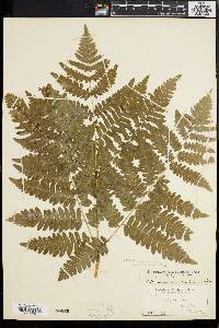 Pteridium aquilinum var. latiusculum image