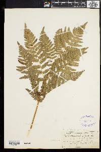 Pteridium aquilinum var. latiusculum image