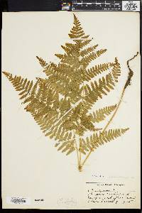 Pteridium aquilinum var. latiusculum image