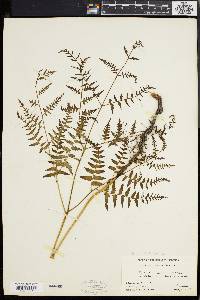 Pteridium aquilinum var. latiusculum image