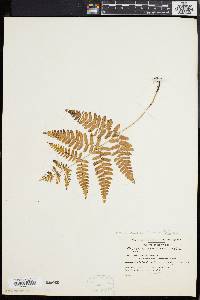 Pteridium aquilinum var. latiusculum image