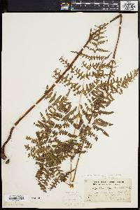 Pteridium aquilinum var. latiusculum image