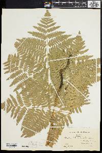 Pteridium aquilinum var. latiusculum image