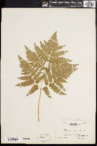 Pteridium aquilinum var. latiusculum image