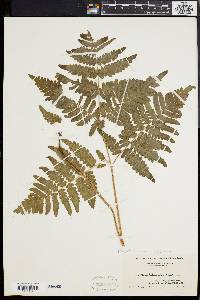 Pteridium aquilinum var. latiusculum image