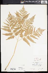 Pteridium aquilinum var. latiusculum image