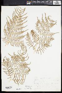 Pteridium aquilinum var. latiusculum image