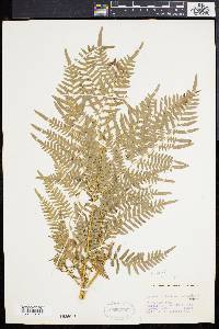 Pteridium aquilinum var. latiusculum image