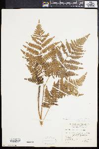 Pteridium aquilinum var. latiusculum image