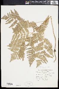 Pteridium aquilinum var. latiusculum image