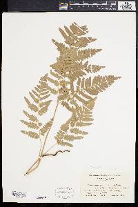 Pteridium aquilinum var. latiusculum image