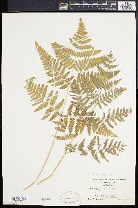 Pteridium aquilinum var. latiusculum image