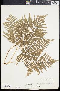 Pteridium aquilinum var. latiusculum image