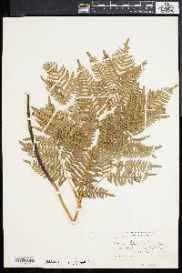 Pteridium aquilinum subsp. latiusculum image