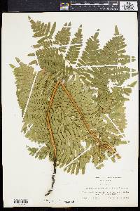 Pteridium aquilinum subsp. latiusculum image