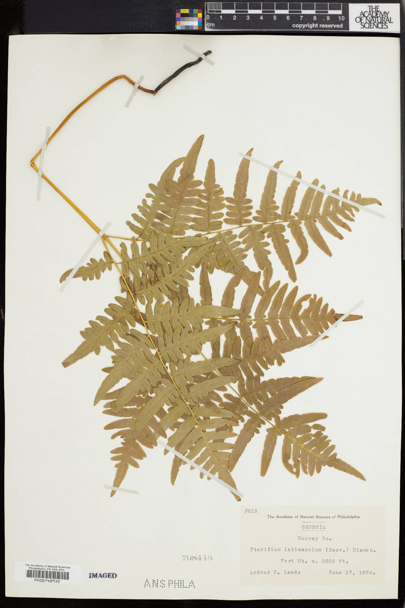 Pteridium aquilinum subsp. latiusculum image