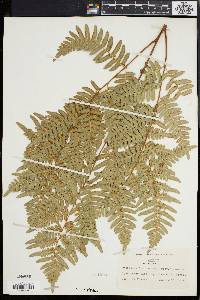 Pteridium aquilinum subsp. latiusculum image