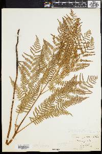 Pteridium aquilinum subsp. pseudocaudatum image