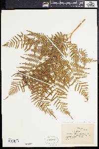 Pteridium aquilinum subsp. pseudocaudatum image