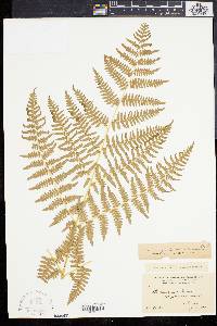 Pteridium aquilinum var. pubescens image