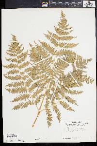 Pteridium aquilinum var. pubescens image