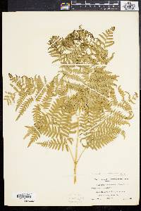 Pteridium aquilinum var. pubescens image