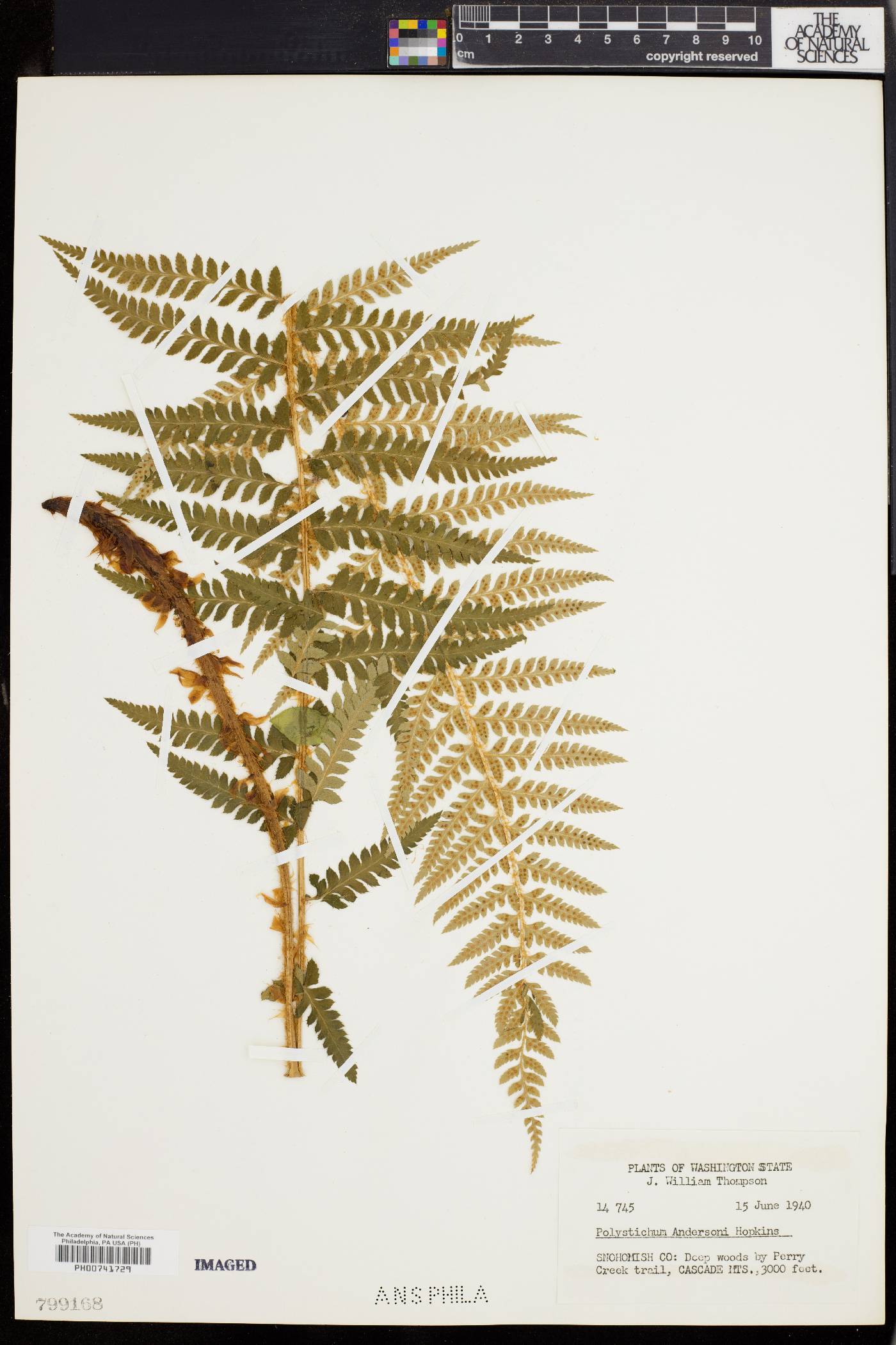 Polystichum andersonii image