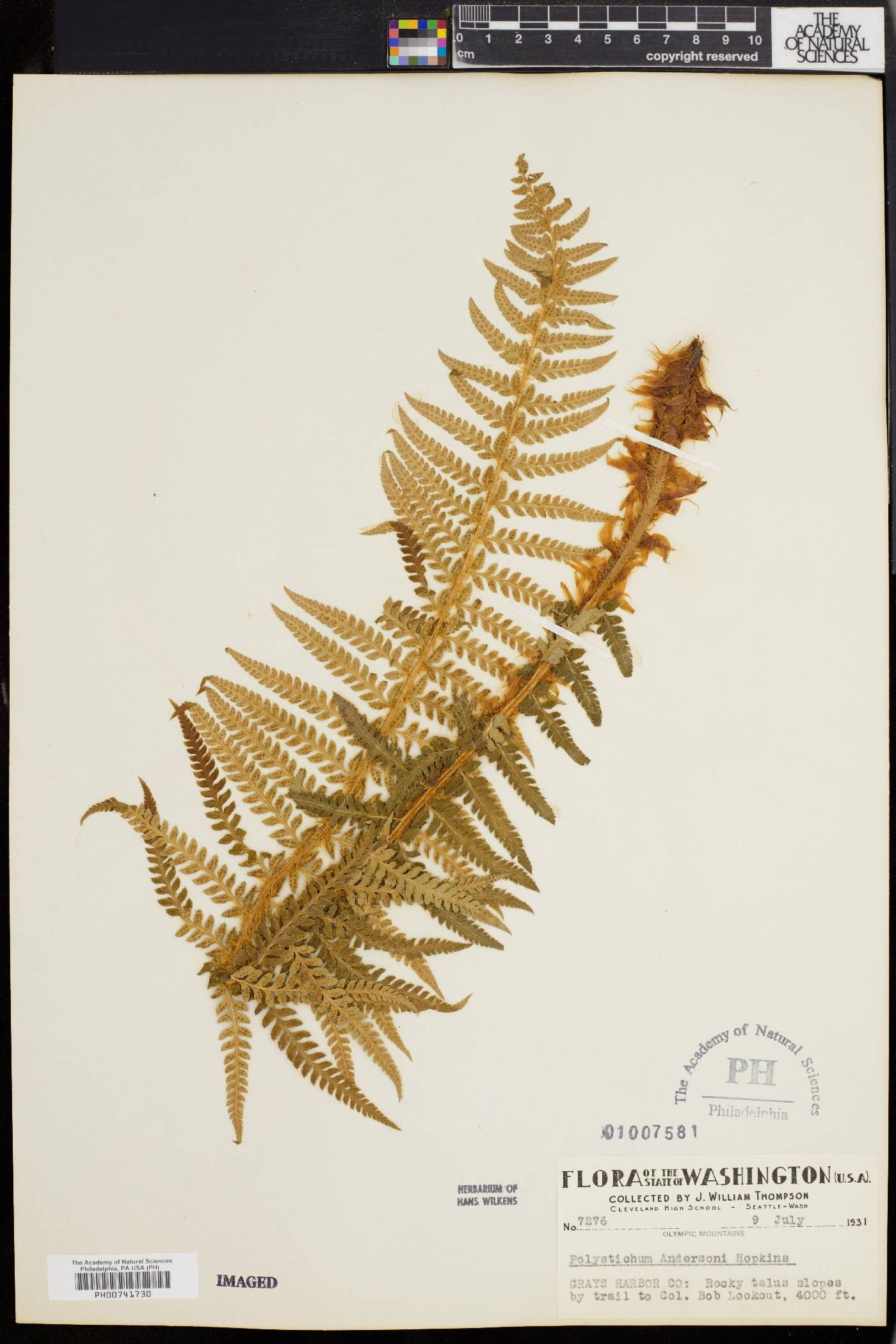 Polystichum andersonii image