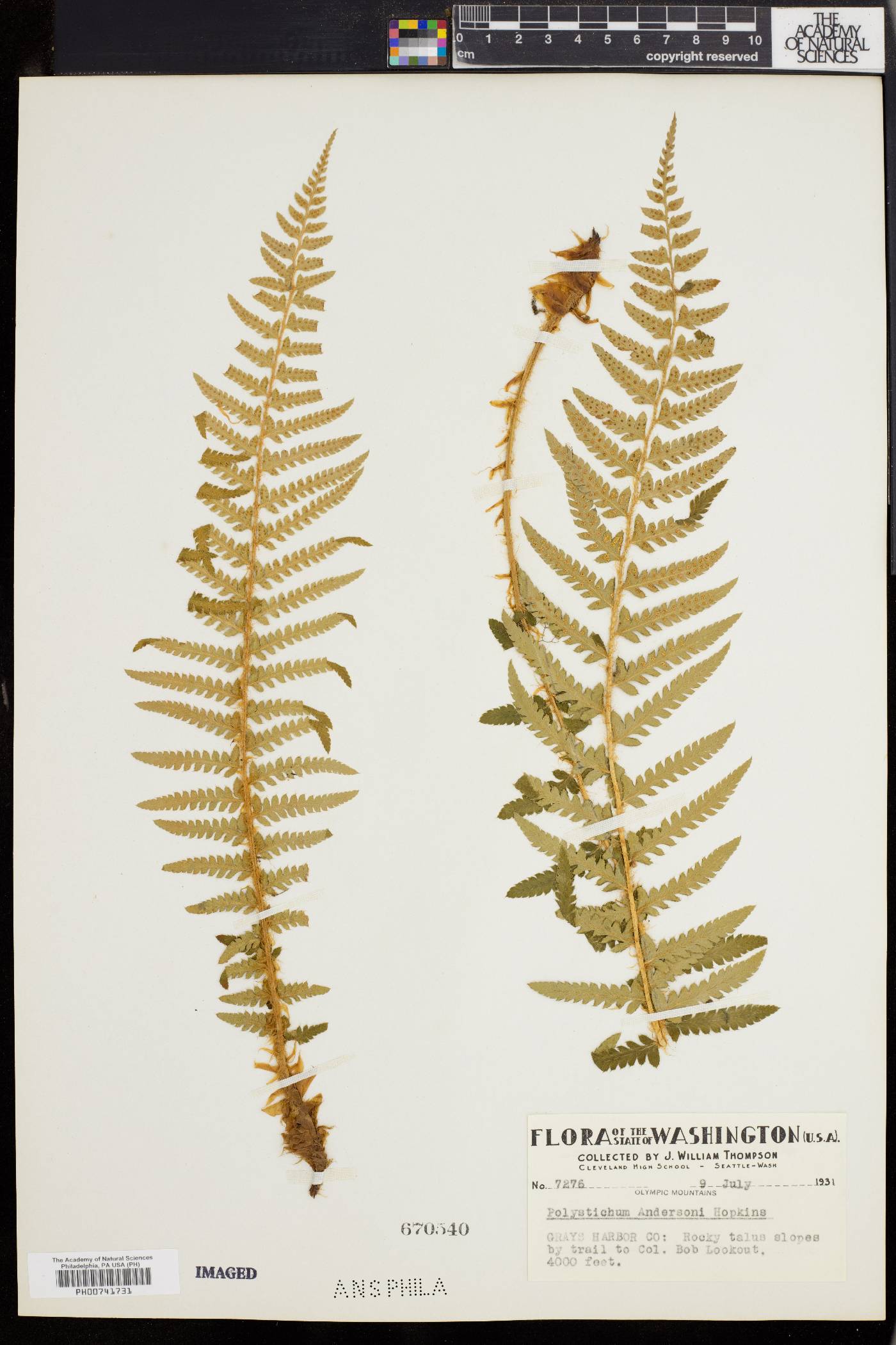 Polystichum andersonii image