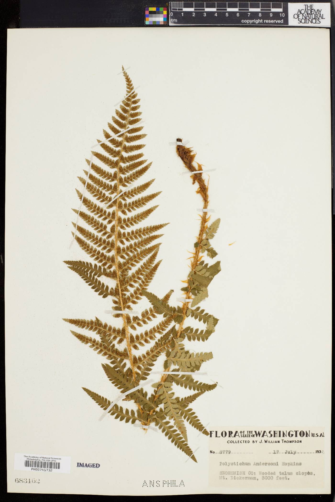 Polystichum andersonii image