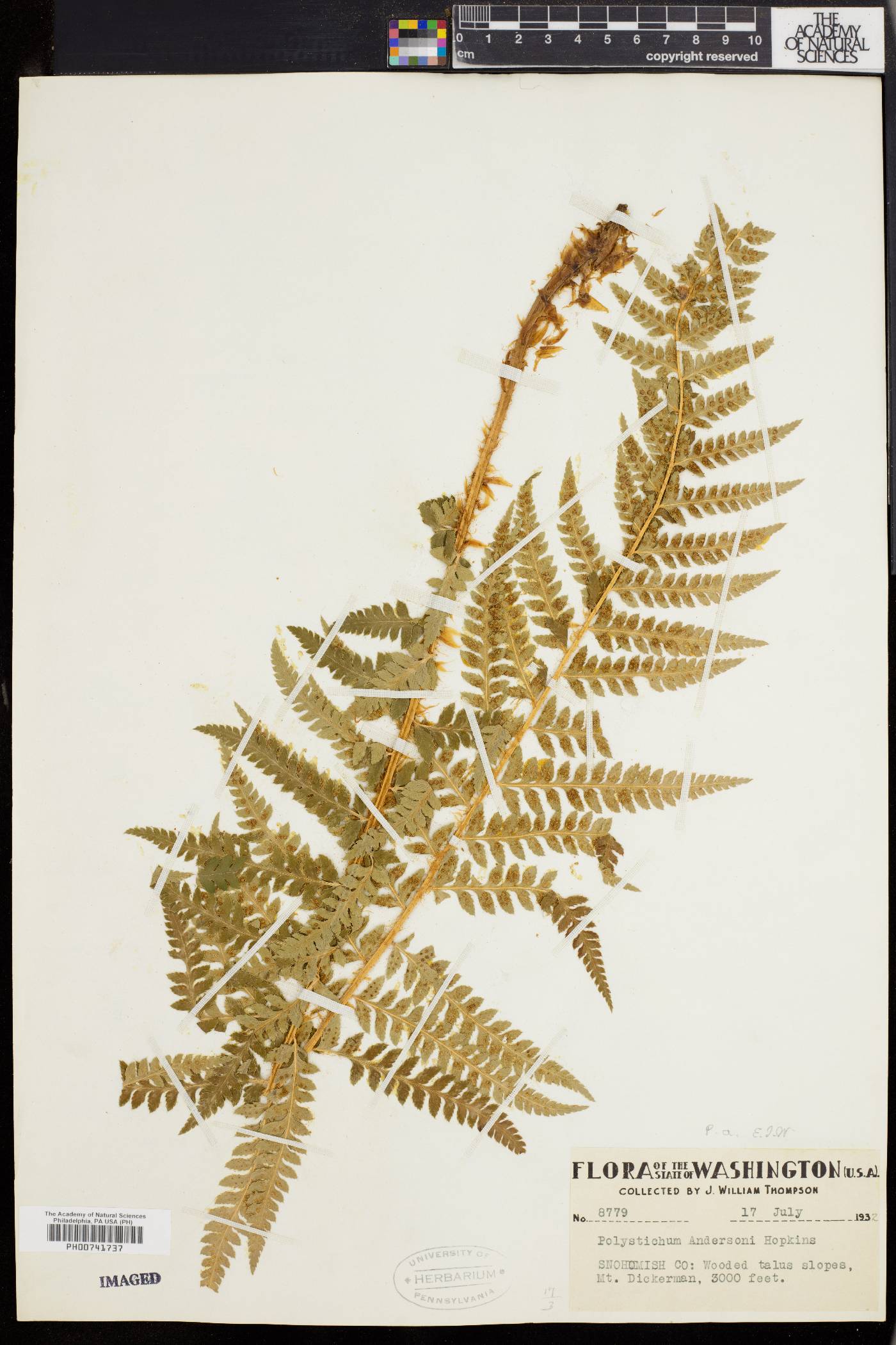 Polystichum andersonii image