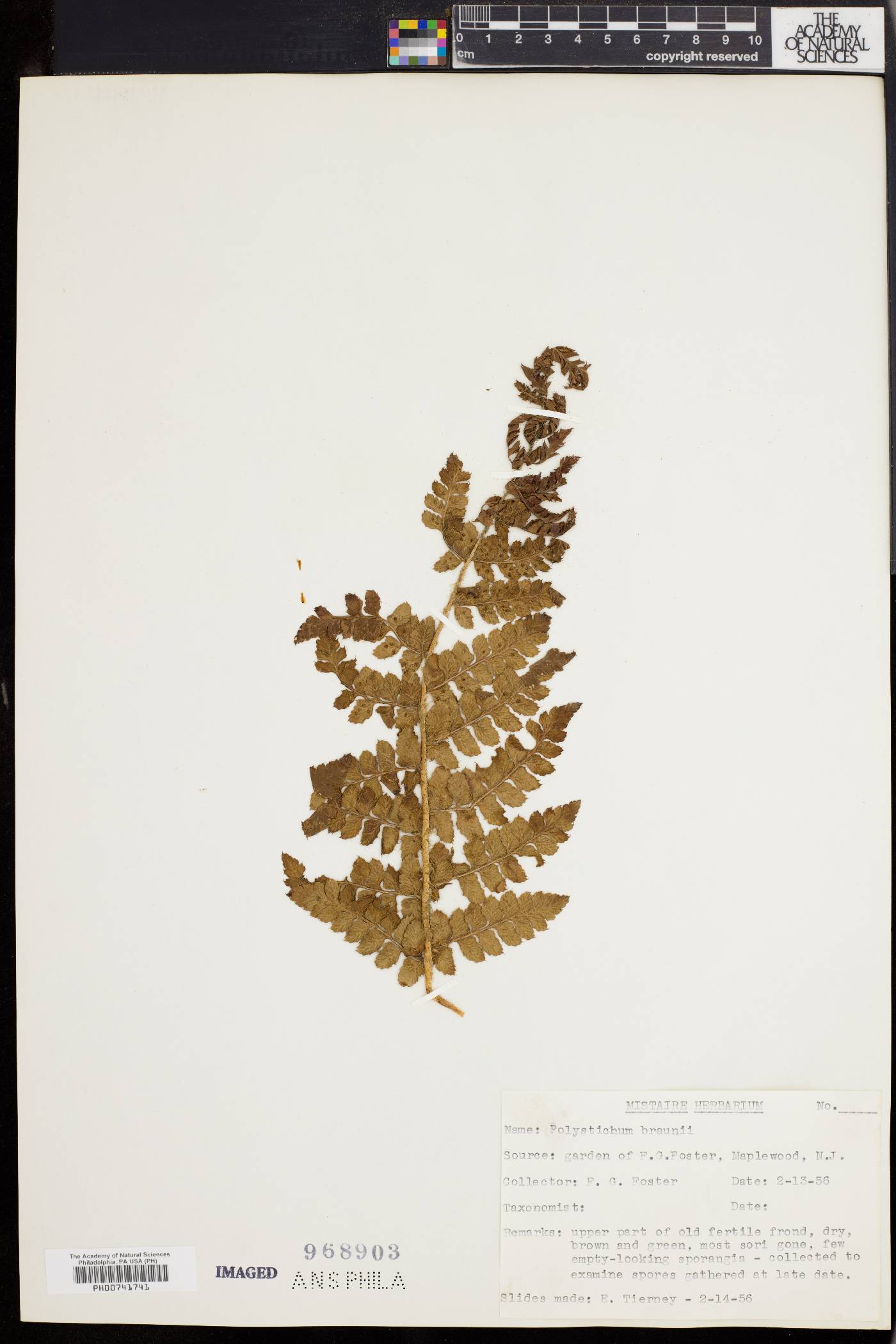 Polystichum braunii image