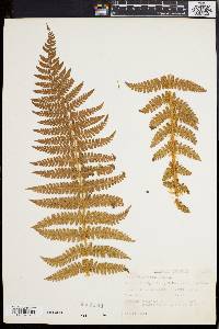 Polystichum braunii image