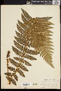 Polystichum braunii image