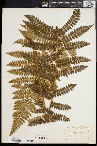 Polystichum braunii image